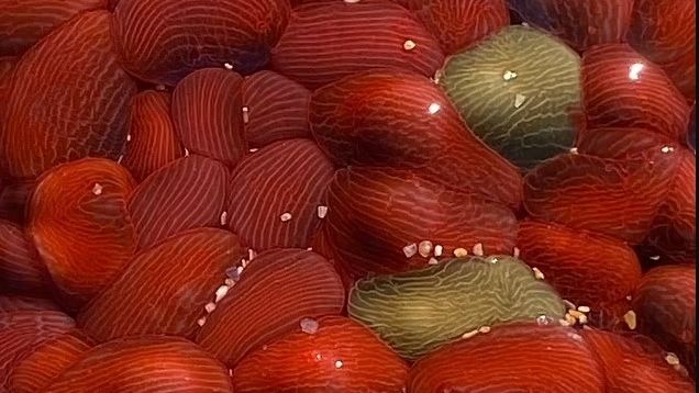 Moře vyplavilo na australské břehy bizarní bytost, vypadá jako červeno-zelený mozek